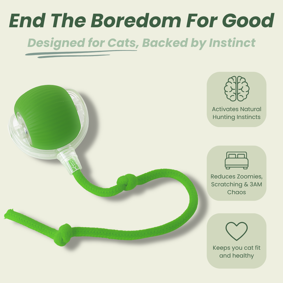 🔥Last Day 49% OFF 🐾 Smart Self-Rotating Interactive Pet Ball